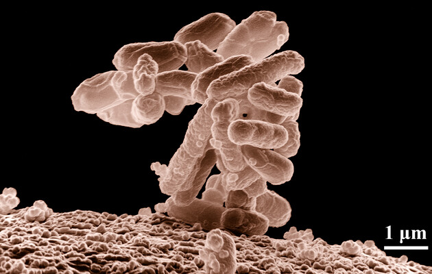 Бактерії кишківника вперше вдалося відредагувати у живих мишах