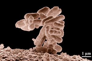Бактерії кишківника вперше вдалося відредагувати у живих мишах