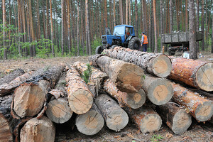 Нацполиция разоблачила сеть нелегальных товарных бирж, торговавших древесиной на территории 10 областей