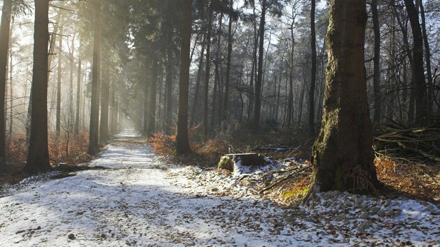 В Украину пришла зима со снегопадом и заморозками