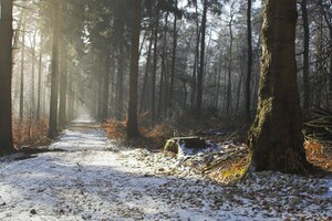 В Україну прийшла зима зі снігопадом та заморозками