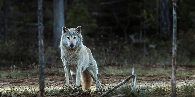 Деятельность человека привела к вымиранию норвежских волков