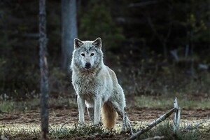 Діяльність людини призвела до вимирання норвезьких вовків