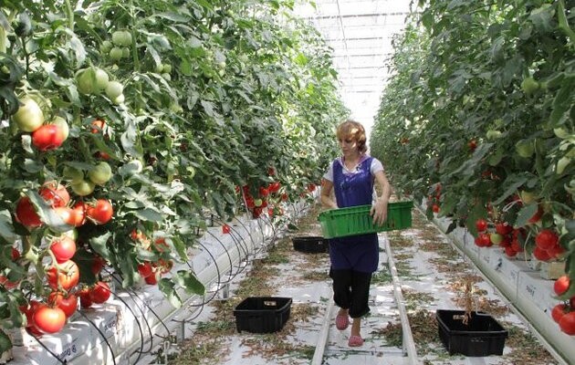 Україну чекає криза парникових овочів: тепличні господарства зупиняють роботу через вартість енергоносіїв