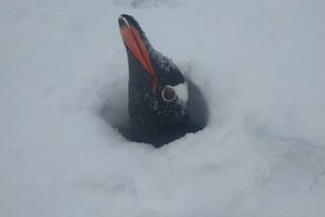 Засыпало даже пингвинов: украинские ученые показали, как выглядит антарктическое лето