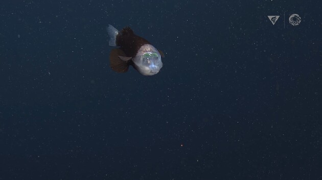Ученые сняли на видео глубоководную рыбу с прозрачной головой