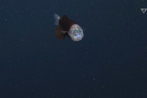 Вчені зняли на відео глибоководну рибу з прозорою головою