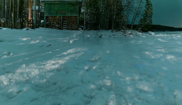 Свечение снега вызывали крошечные ракообразные