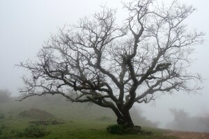 Найдавніше генеалогічне дерево із 27 людей реконструювали в Англії: йому 6 тисяч років