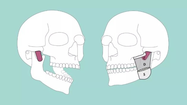Ученые нашли новый слой мышц