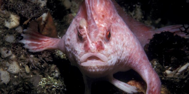 Рідкісна рожева риба з «руками» помічена біля Тасманії — відео