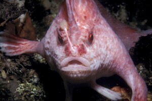 Редкая розовая рыба с «руками» замечена возле Тасмании — видео