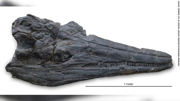 Палеонтологи знайшли череп гігантської морської рептилії, яка 