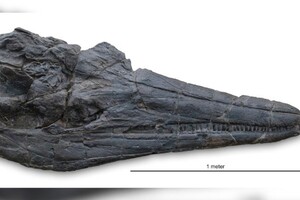 Палеонтологи нашли череп гигантской морской рептилии, которая «не могла существовать»