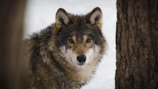 Стая волков сбежала из вольера в зоопарке на юге Франции 