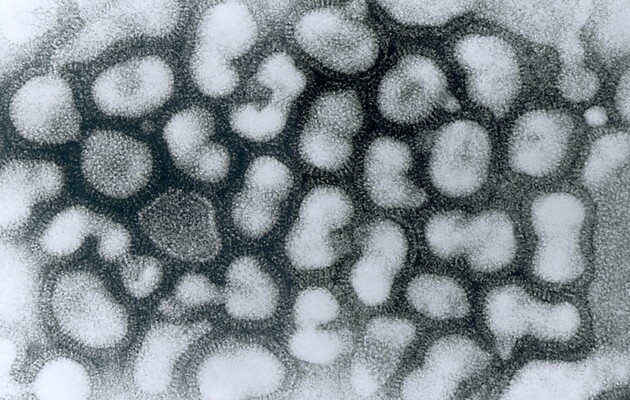 Спалах пташиного грипу в Ізраїлі: понад п'ять тисяч журавлів загинули