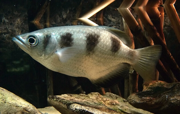 Бризгуни виявилися здатними розрізняти числа