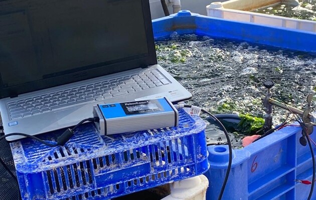 Добыча электроэнергии происходит напрямую из емкости с водорослями. Фото: Technion