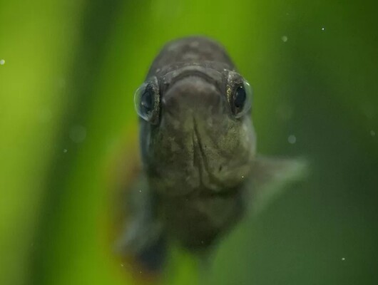 "Текила фиш" выпустили в дикую природу