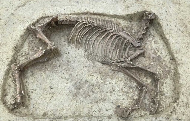 В Германии нашли останки обезглавленной лошади рядом с захоронением всадника