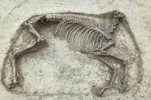В Германии нашли останки обезглавленной лошади рядом с захоронением всадника
