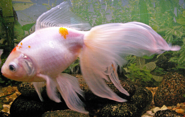 Вчені навчили риб керувати акваріумом на колесах