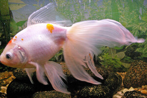 Ученые научили рыб управлять аквариумом на колесах