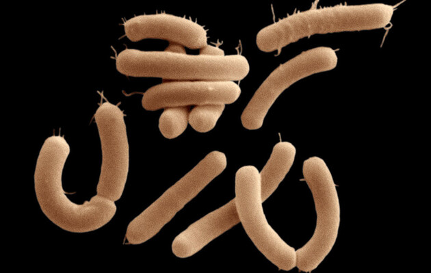 Ученые нашли на коже человека неизвестные бактерии, грибки и вирусы