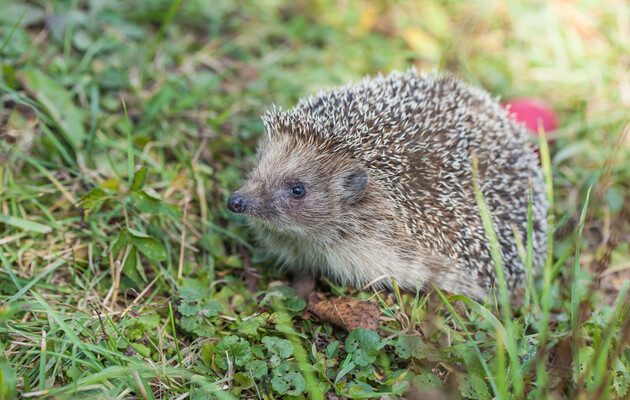 Ежи оказались виновниками появления золотистого стафилококка