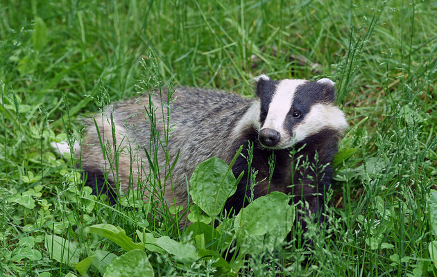 Борсук шукав їжу, але знайшов скарб римських монет
