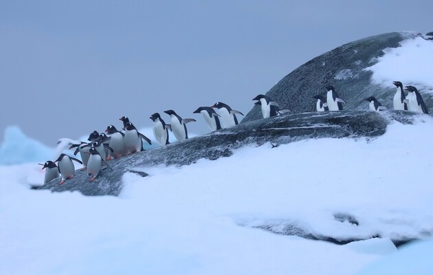 Учёные просят ужесточить правила «гигиены» для кораблей, прибывающих в Антарктиду