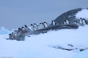 Учені просять посилити правила «гігієни» для кораблів, які прибувають до Антарктиди
