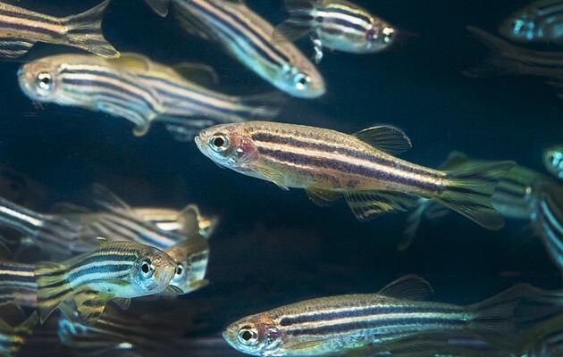Дослідження мозку живих риб відкрило несподівану деталь про пам'ять