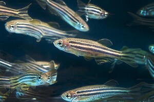 Исследование мозга живых рыб открыло неожиданную деталь о памяти