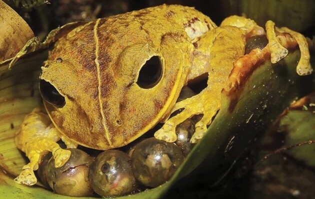 Новий вид жаб назвали на честь Грети Тунберг
