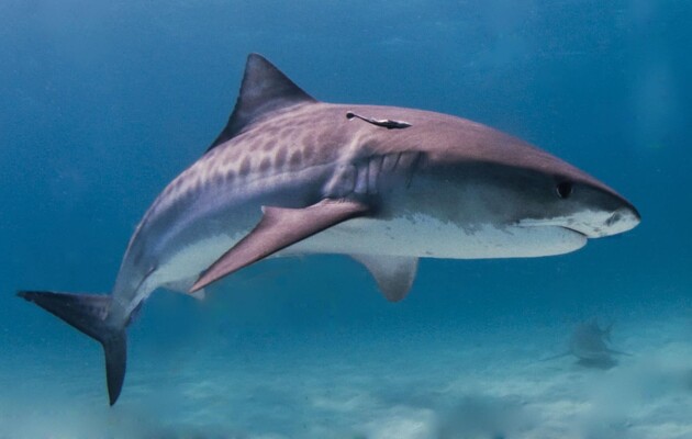 Тигрові акули запливають все далі до Північного полюса