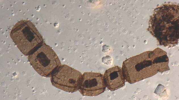 У скам'янілих останках стародавньої водорості зберігся хлорофіл