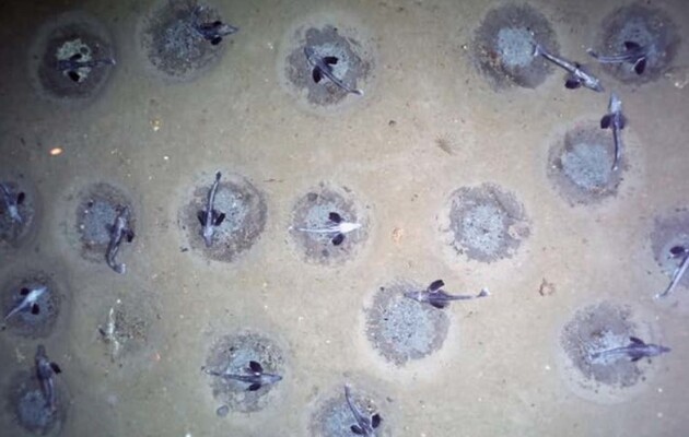 Нерестилище складається з 60 мільйонів гнізд