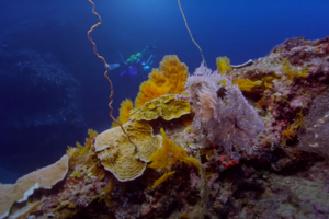 В Тихом океане нашли огромный коралловый риф, который ещё не успел пострадать от людей 