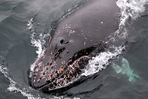 За три місяці в Південному океані українські вчені ідентифікували та занесли в міжнародний реєстр більше 200 горбатих китів