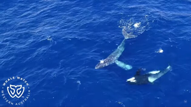 Стая косаток спасла горбатого кита от верной гибели