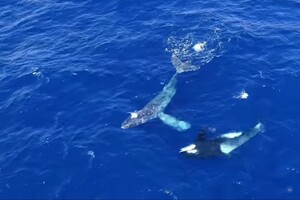 Зграя косаток врятувала горбатого кита від вірної загибелі