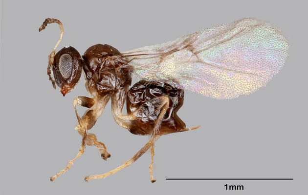 Оса більшу частину життя проводить у "сховищі" на дереві