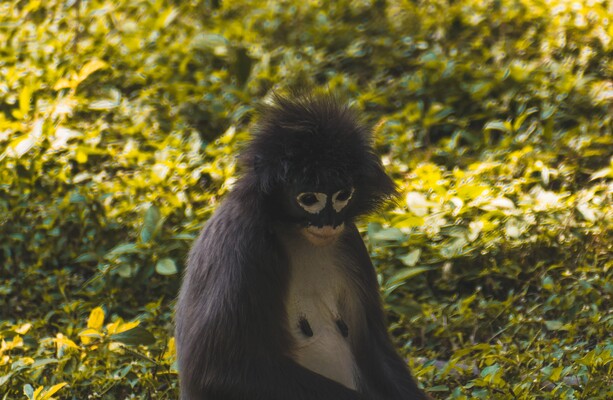 Новые виды были открыты в регионе Большой Меконг