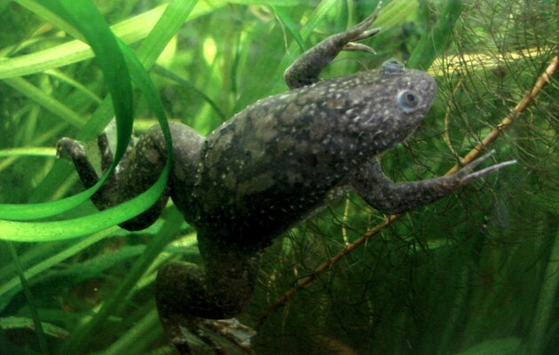 Жаби змогли відростити ампутовані кінцівки