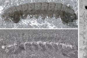 Палеонтологи обнаружили существо возрастом 500 миллионов лет с сохранившейся нервной системой