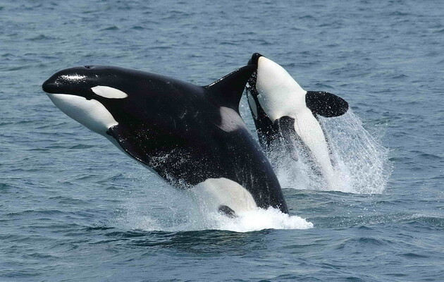 Косатки виявилися здатними полювати на синіх китів