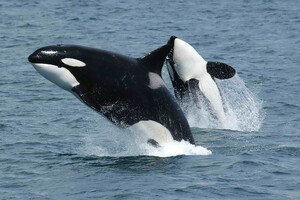 Косатки оказались способны охотиться на синих китов