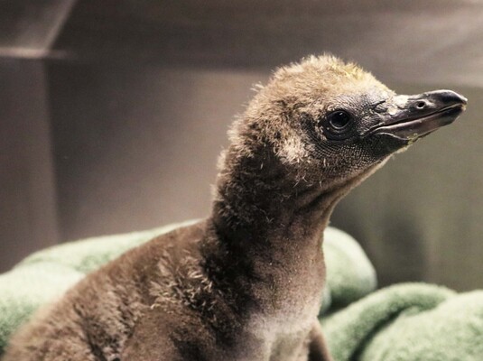 Пінгвіненя з'явилося у одностатевої пари пінгвінів