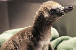 Однополая пара пингвинов из зоопарка США смогла высидеть яйцо